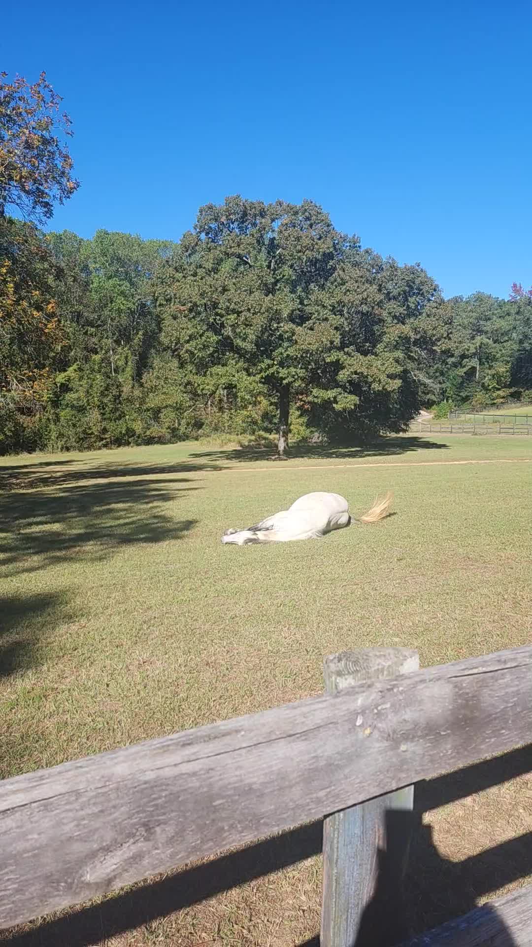 @Almost Perfect Acres