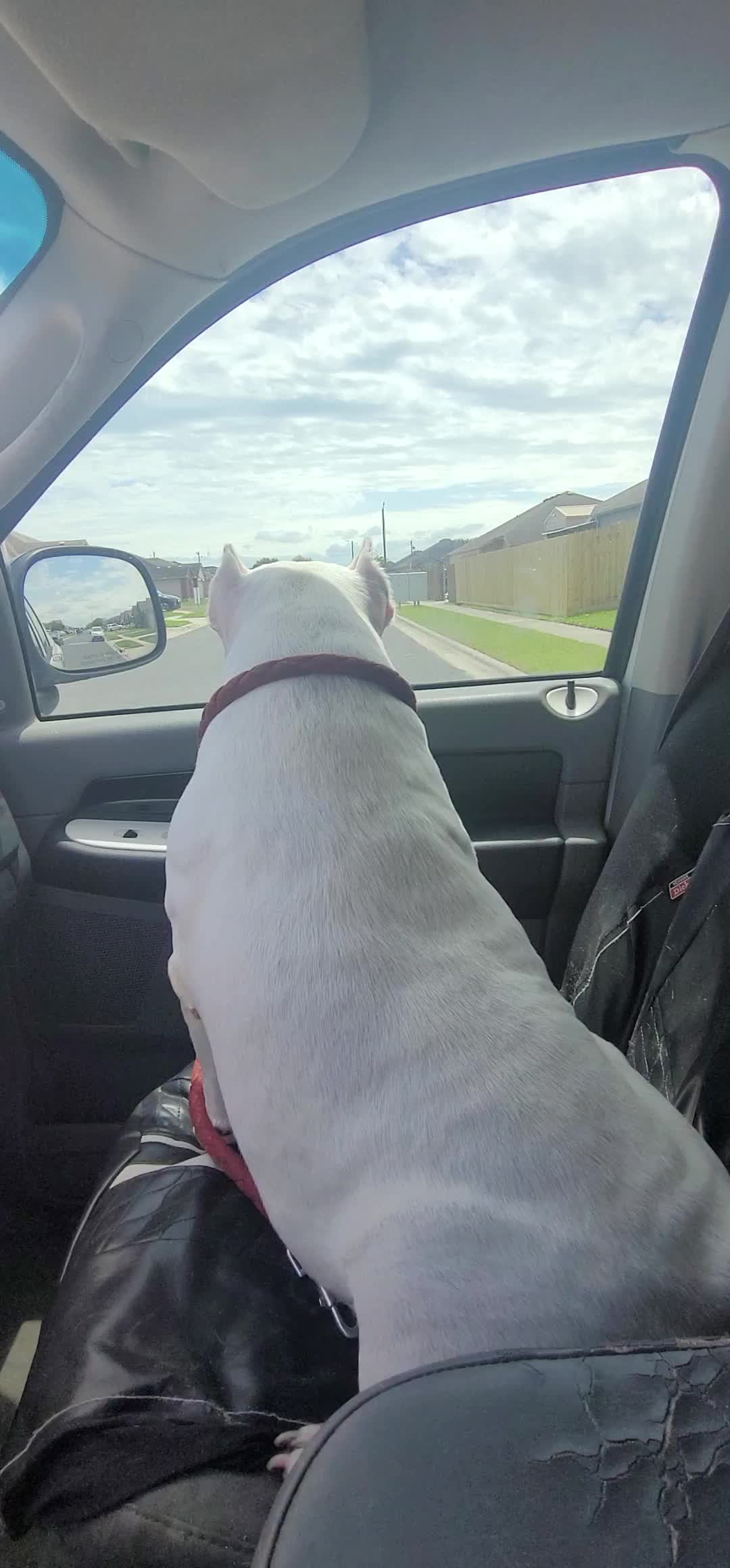 @Crookedcitykennel