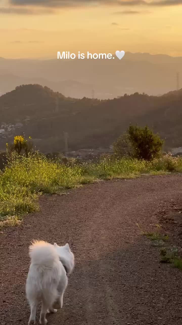@Milo_theSamoyed