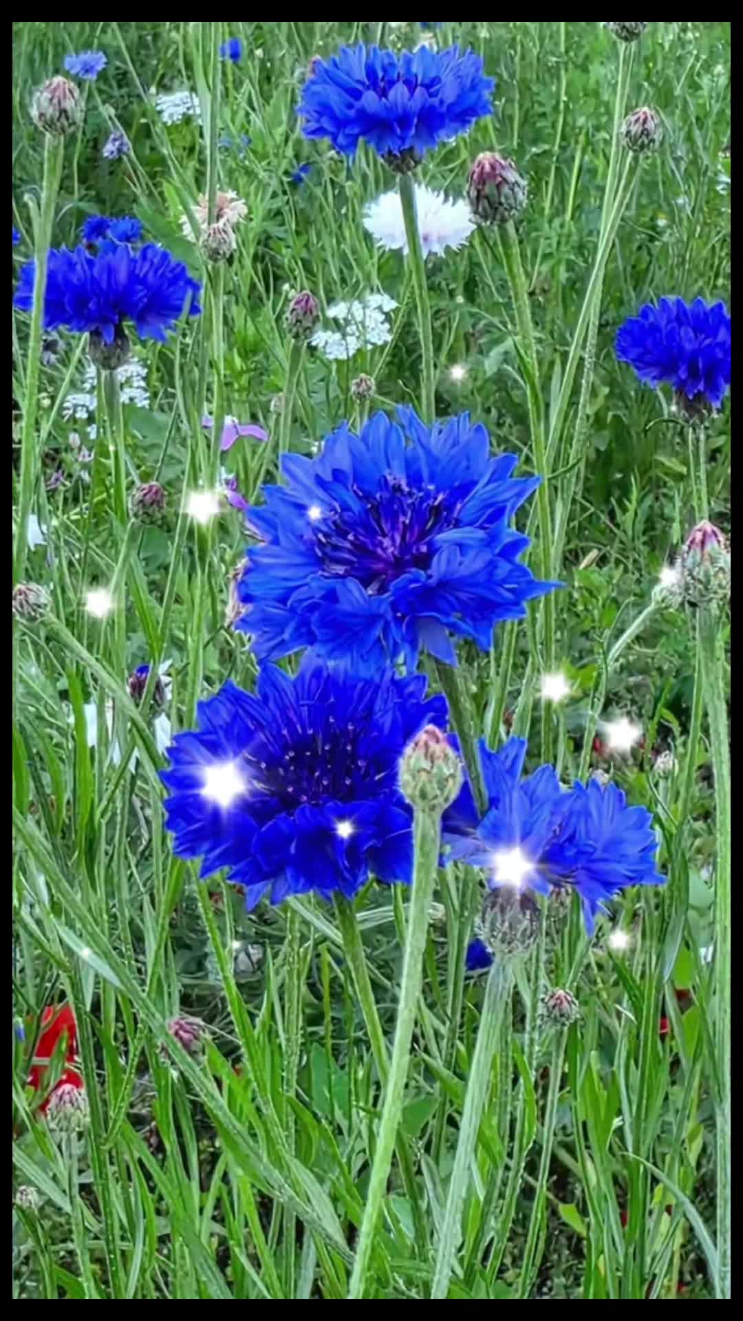 @Nazia Bhati🌷