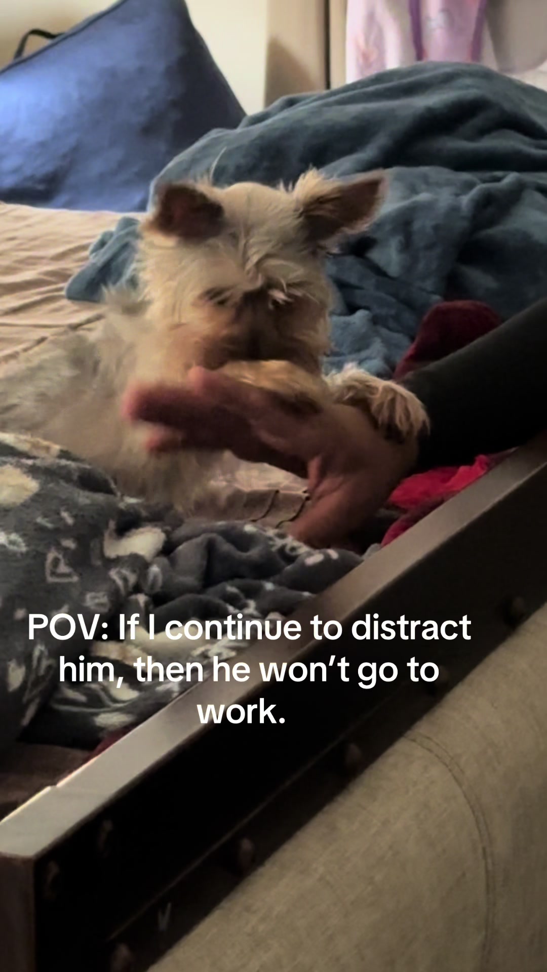 @Penny the Yorkie