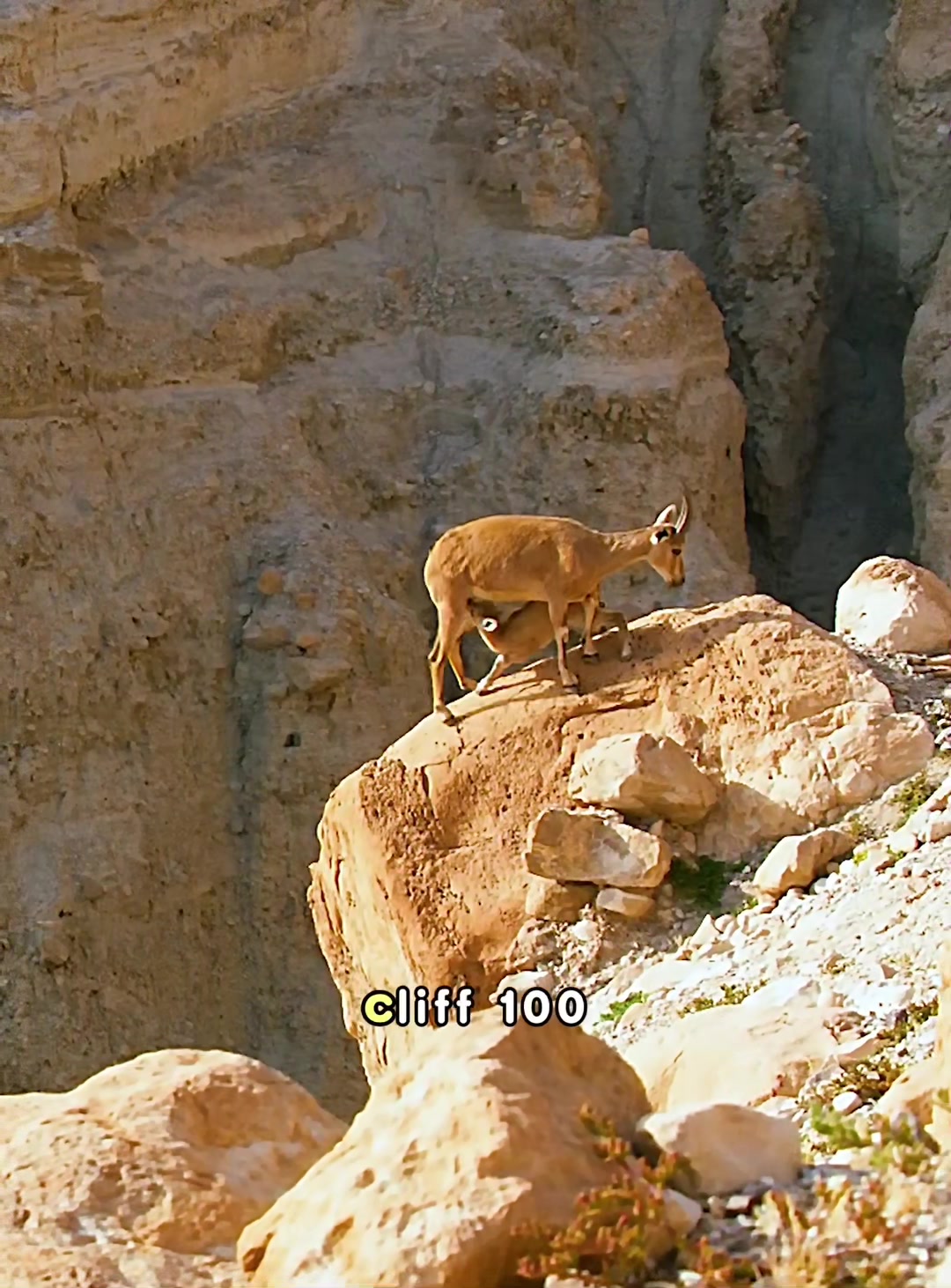 @look animals