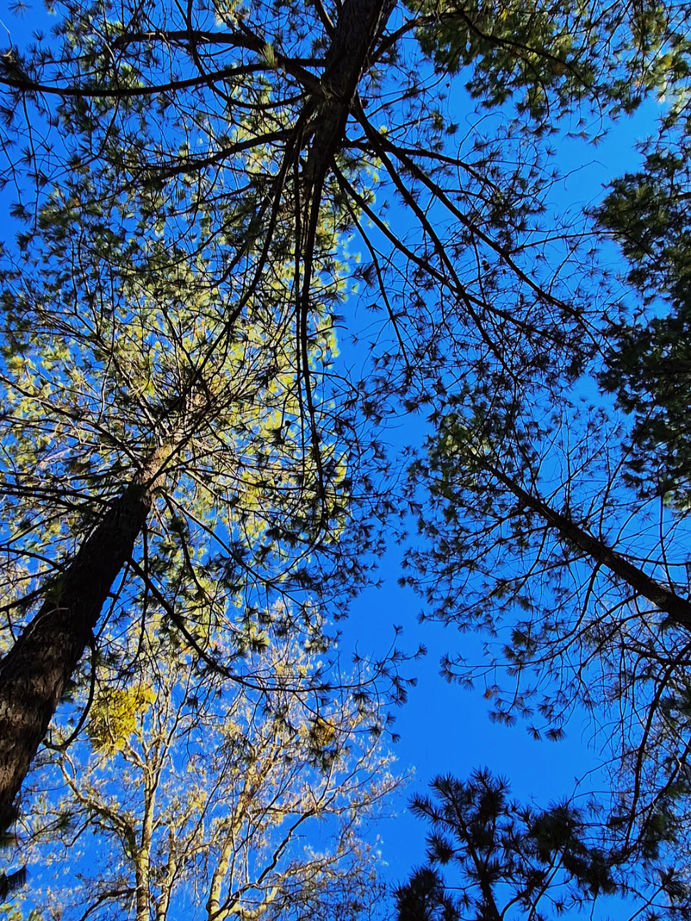 @Black Sheep Trail