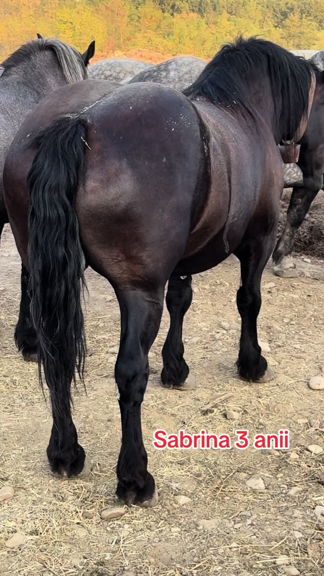 @🐴Spartanu🐴