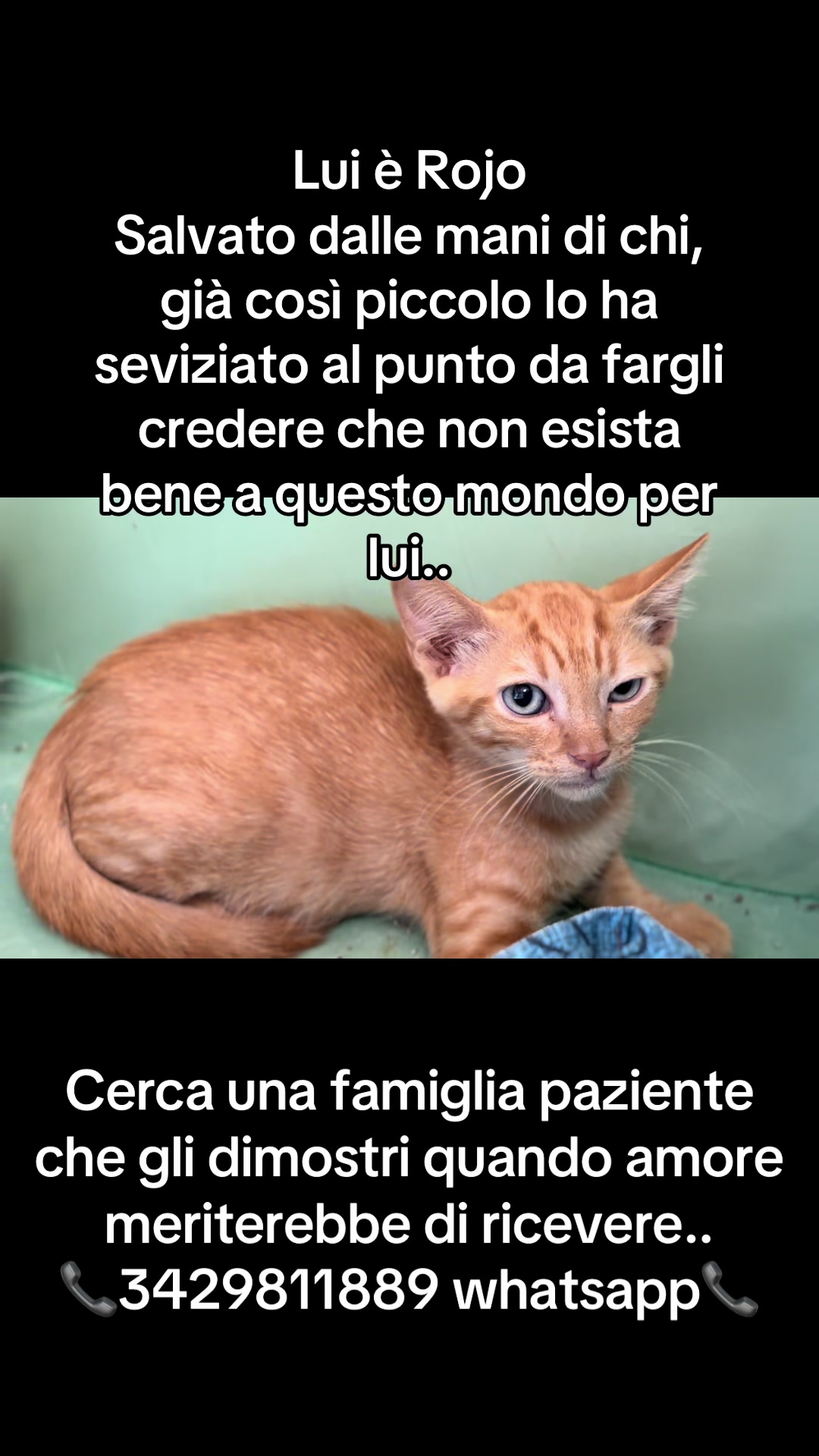 @ZampAmici💚