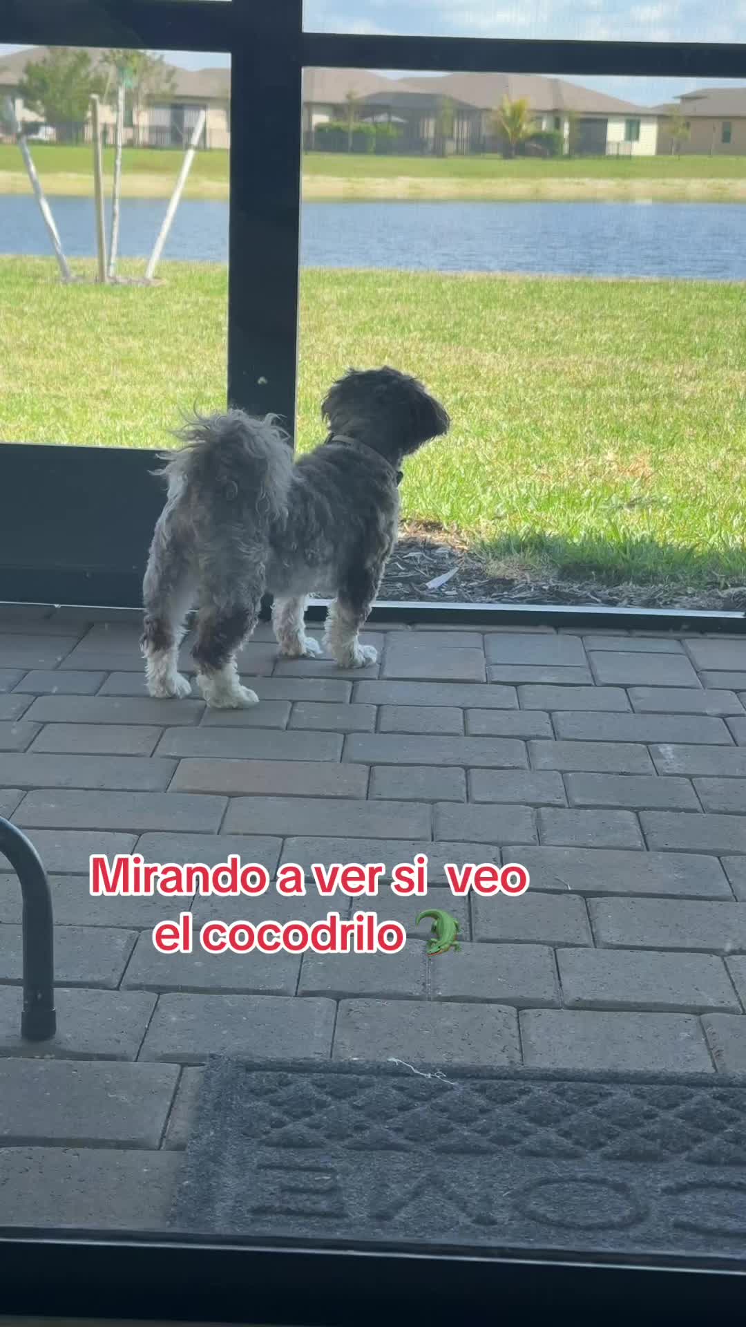 @Oreo & Cookie