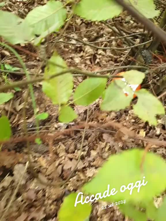 @vespeettooo