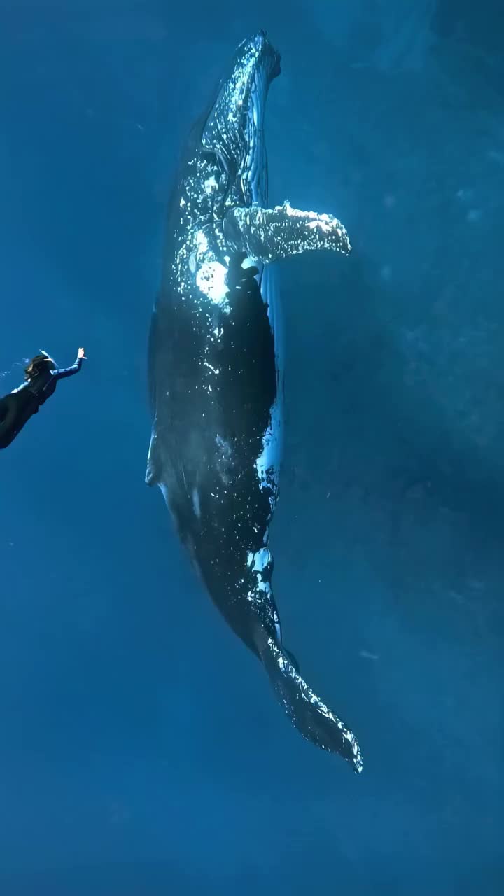 @Whale - life in ocean