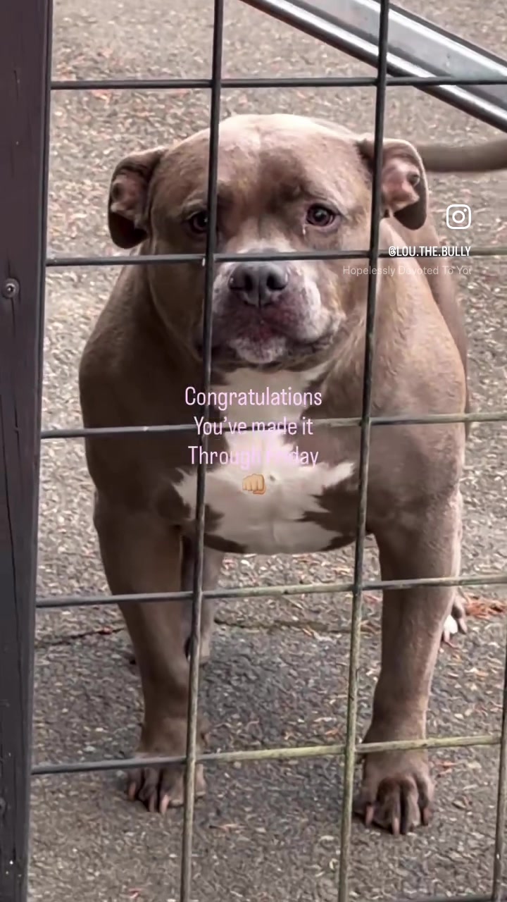 @IG: @lou.the.bully