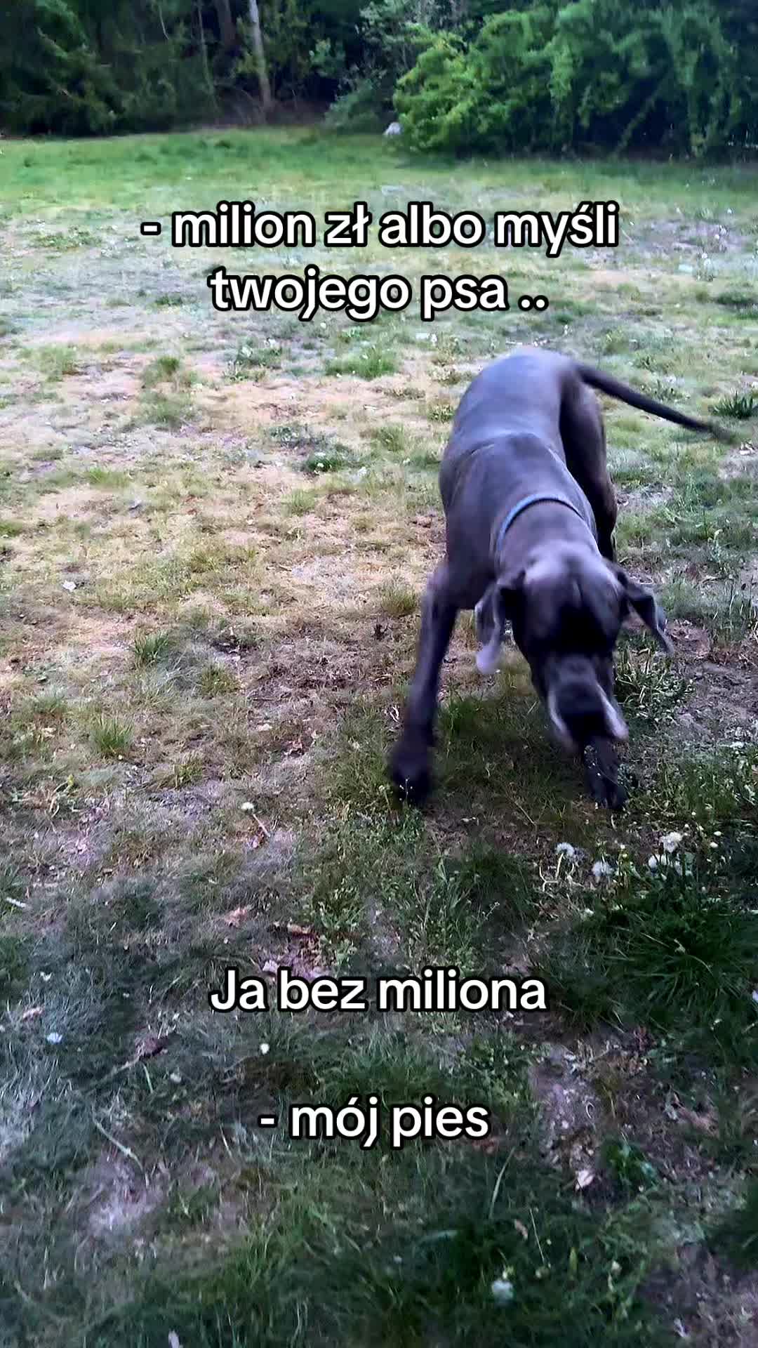 @It&rsquo;s a dog