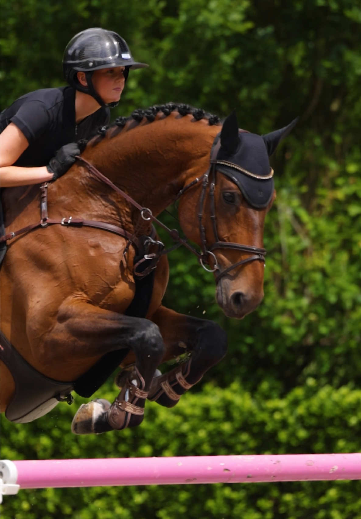 @Maximilian Equestrian