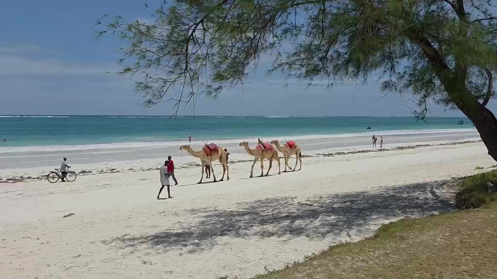 @Macellaio Di TikTok