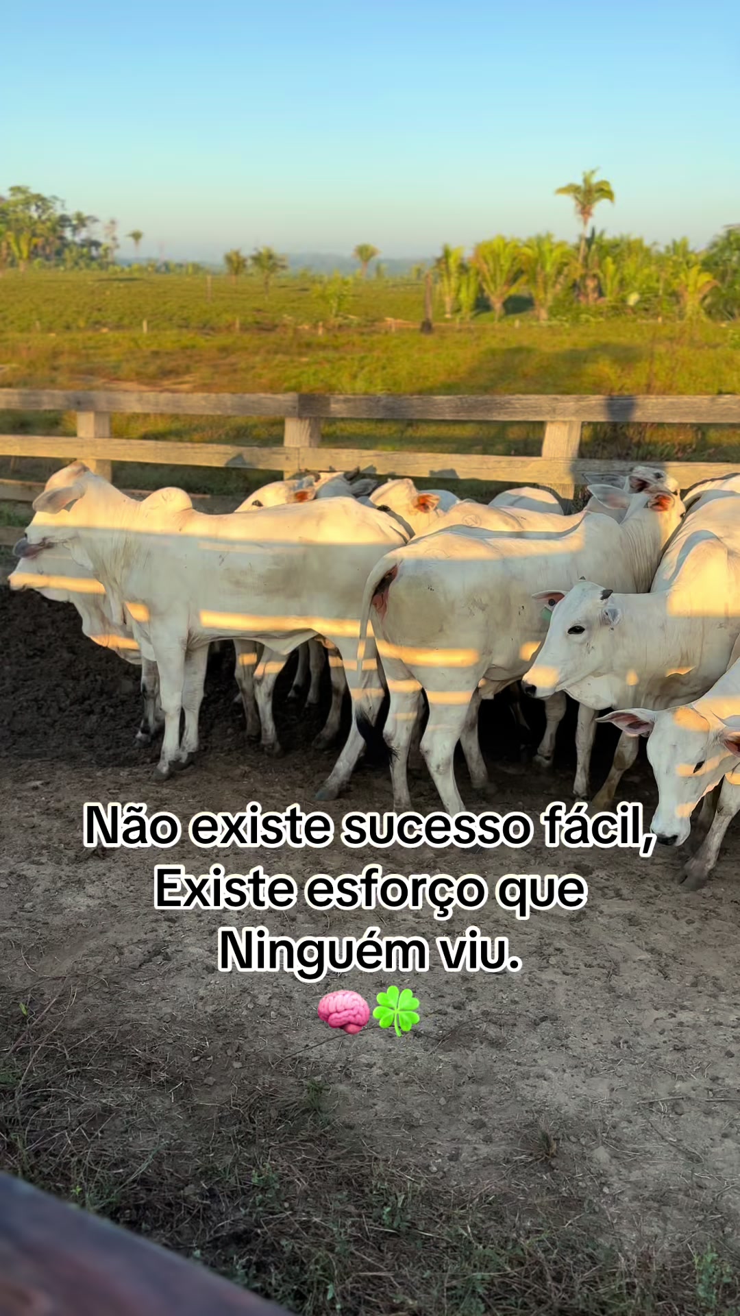 @lukasvieira_🍀