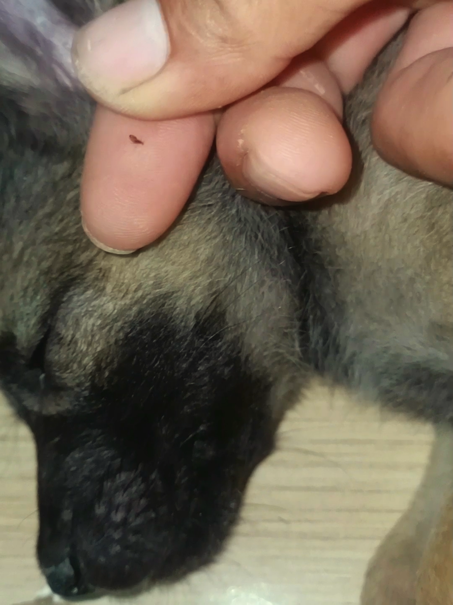 @dog757