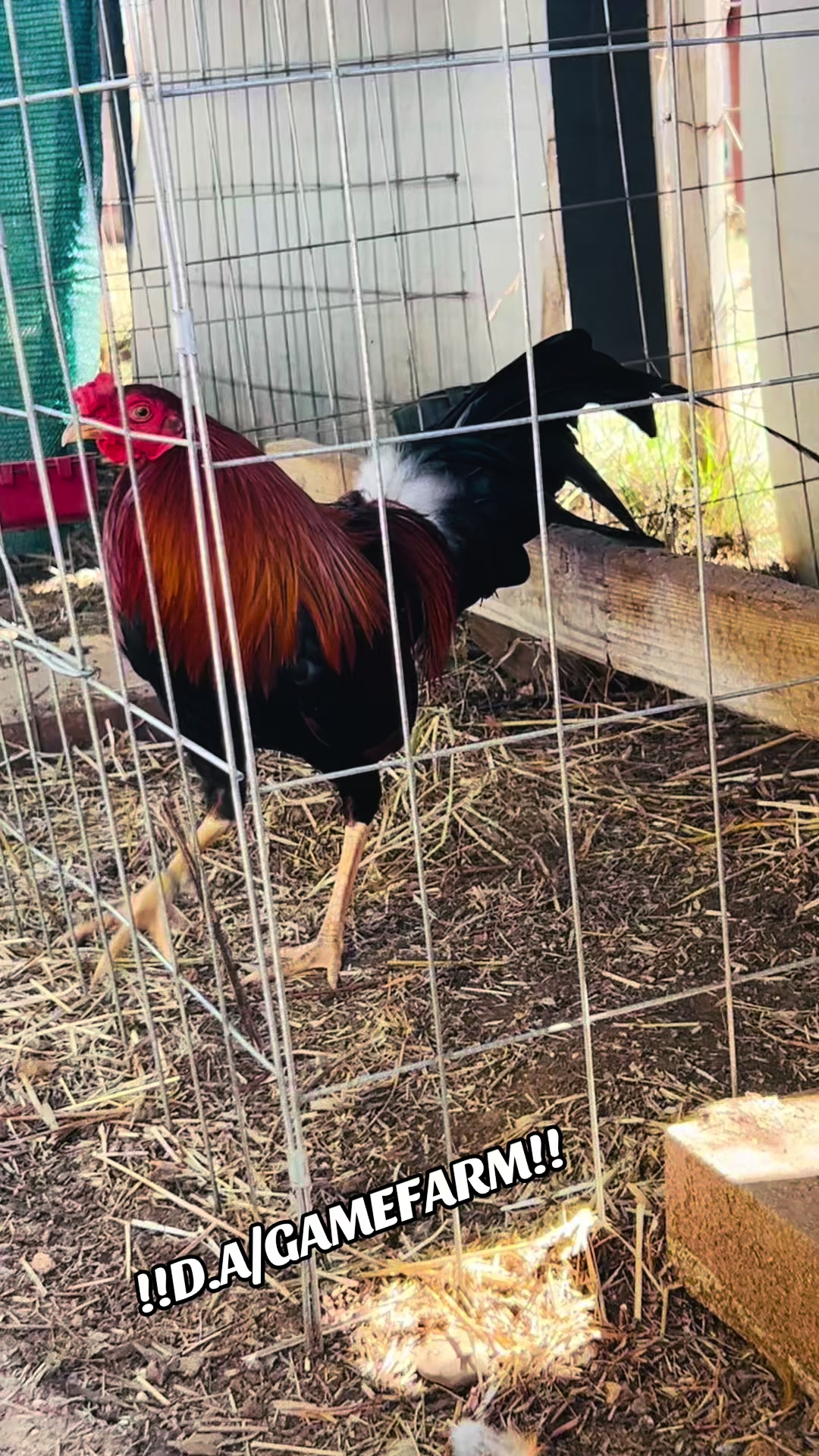 @DAgamefarm