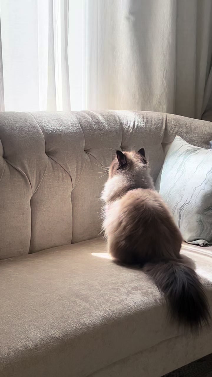 @himalayancat0
