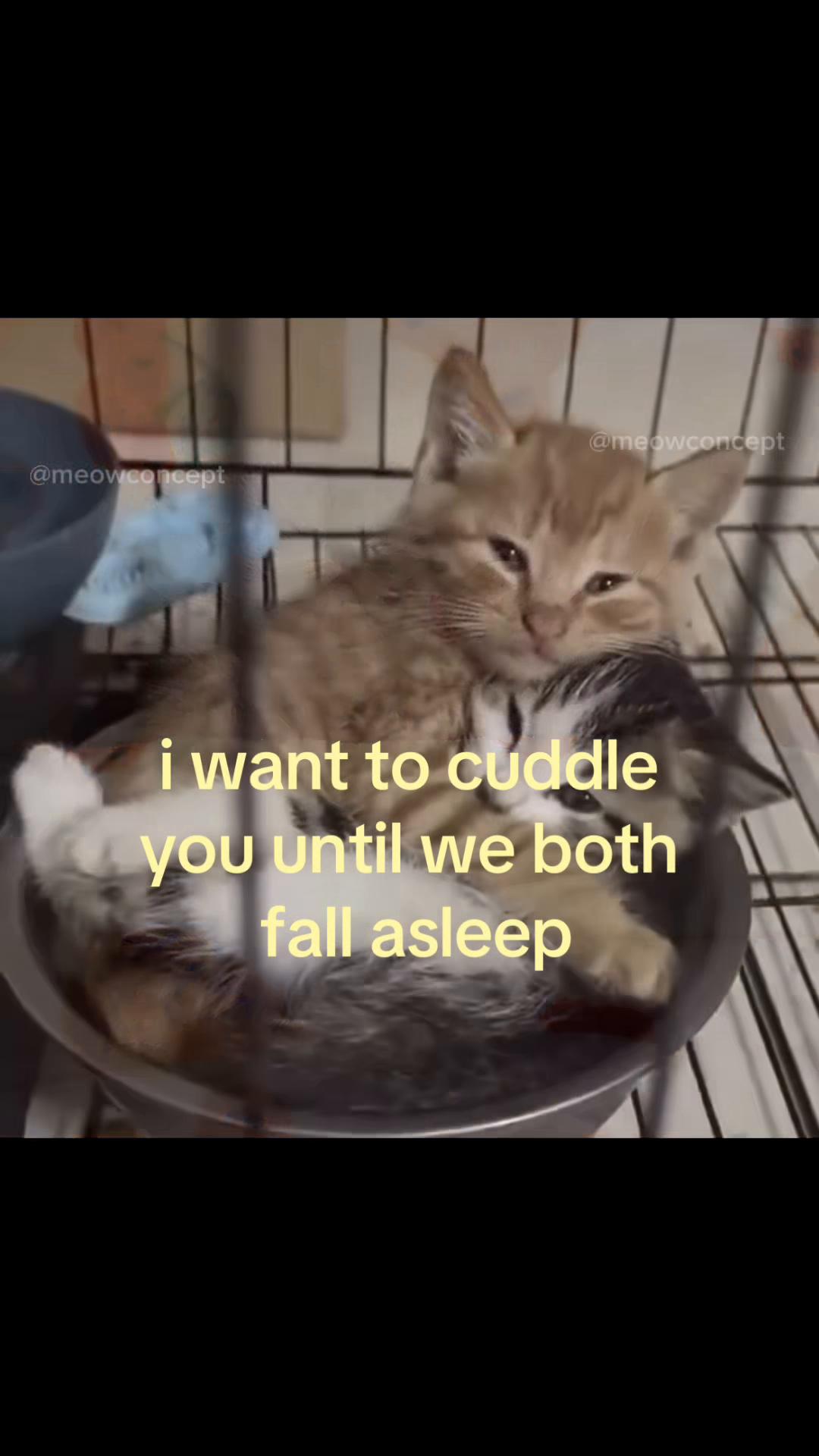 @meowconcept