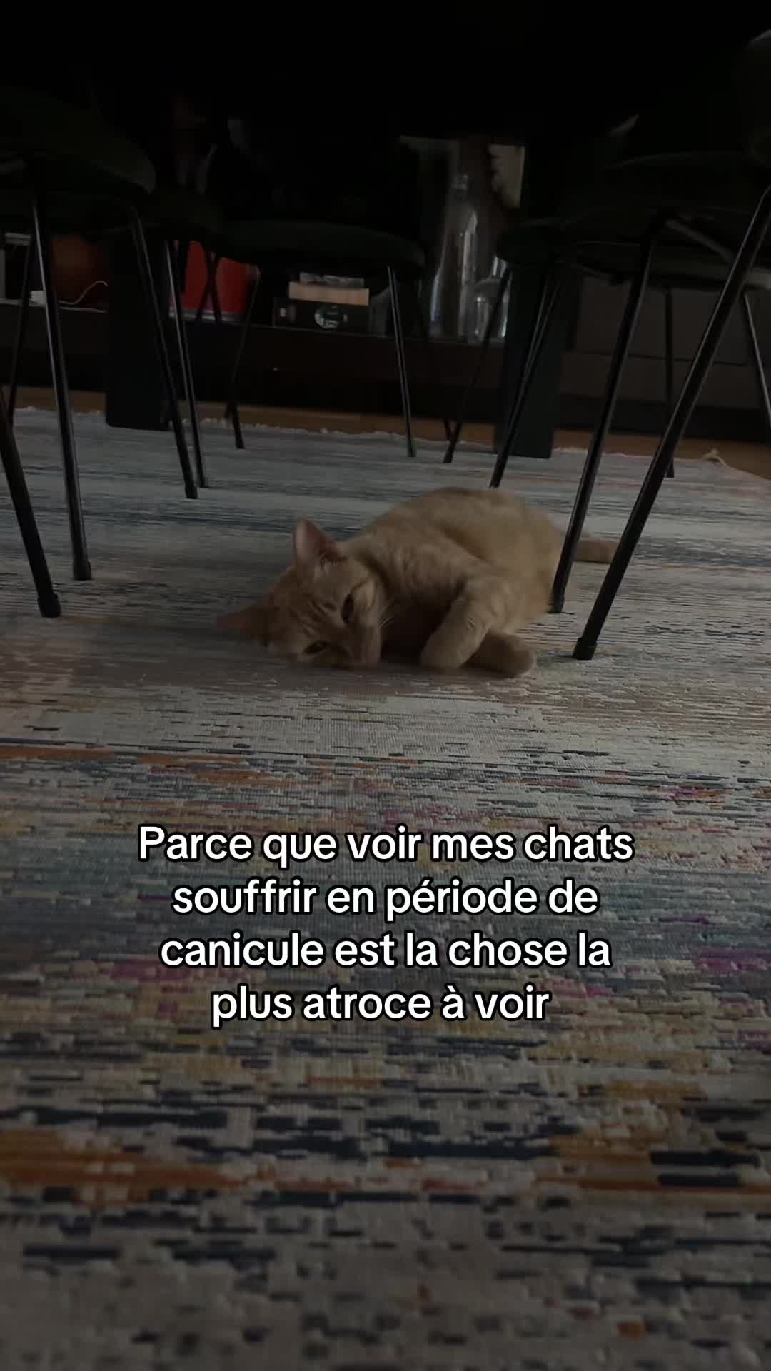 @stargirl メ𝟶