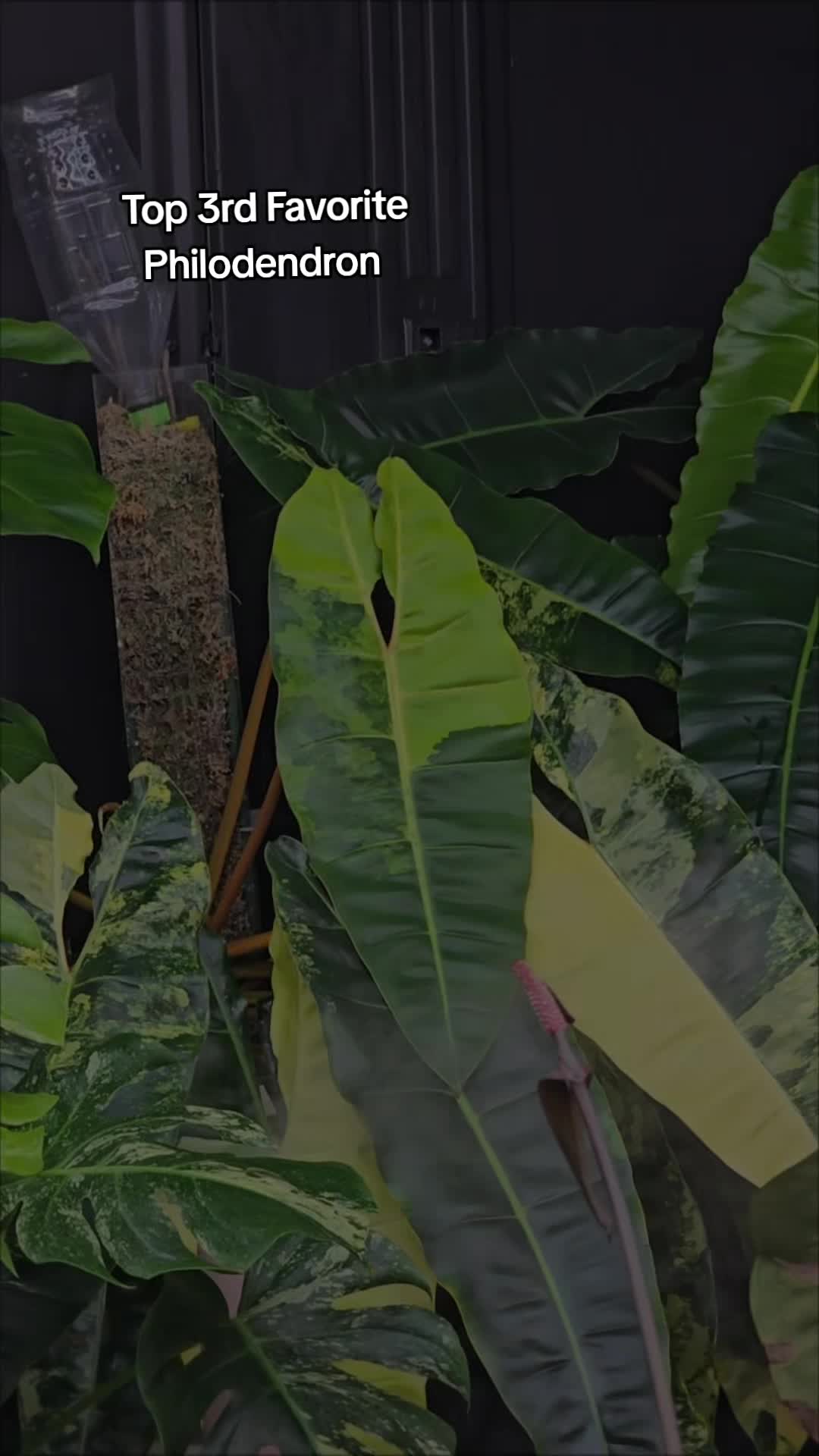 @LecaMagic