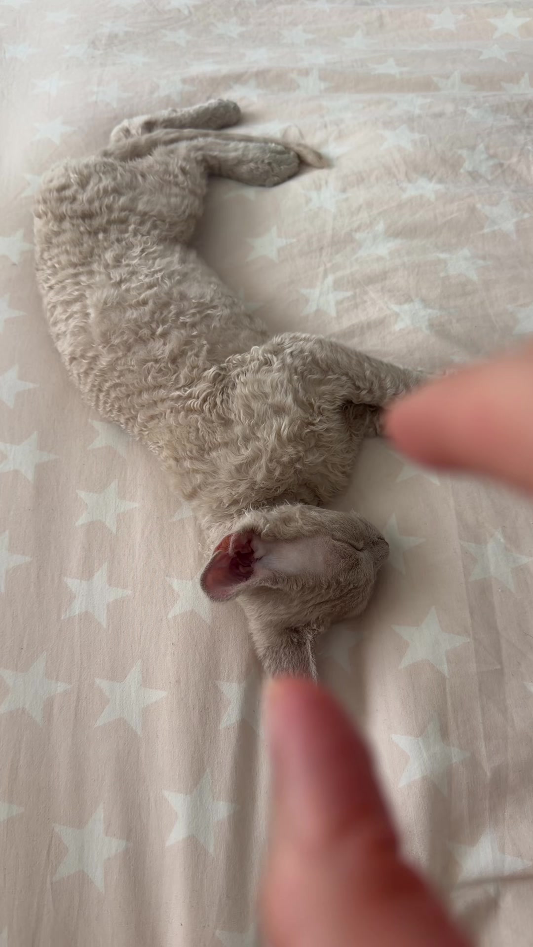 @TugbasCats
