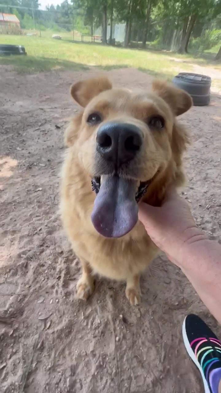 @AbandonedAnimalRescue