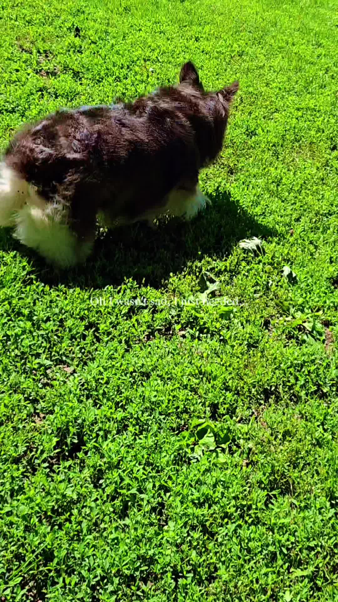 @J&R Shepherds & Corgis