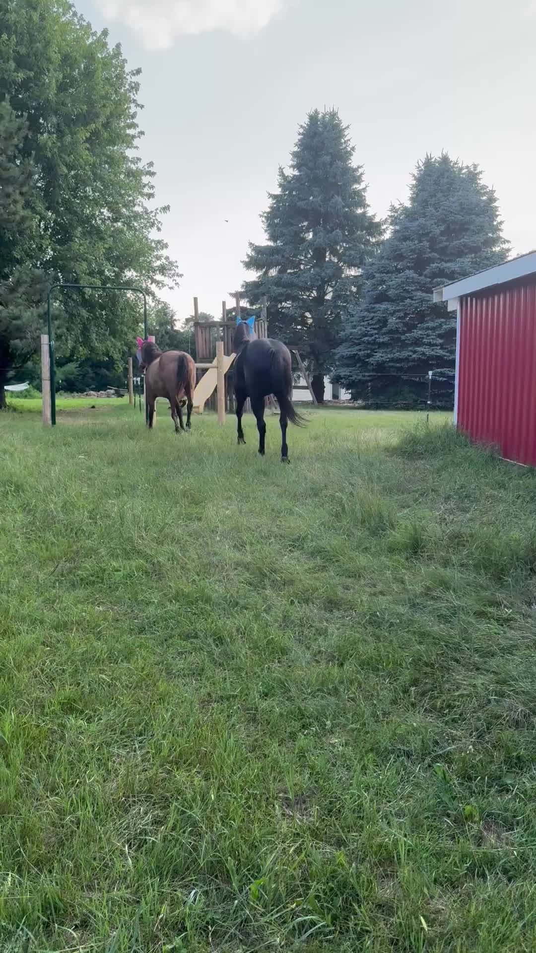 @Safe Place Pastures, Inc.