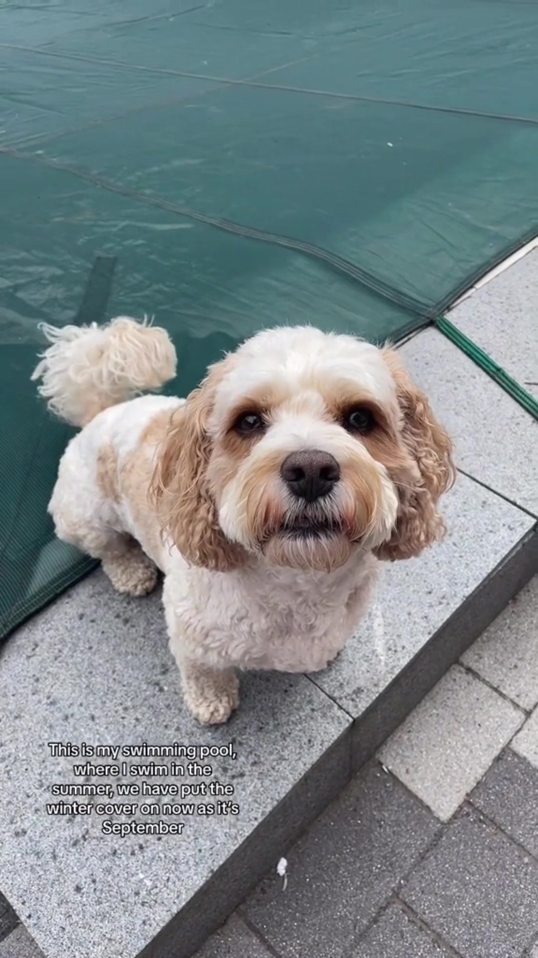 @My Cavachon