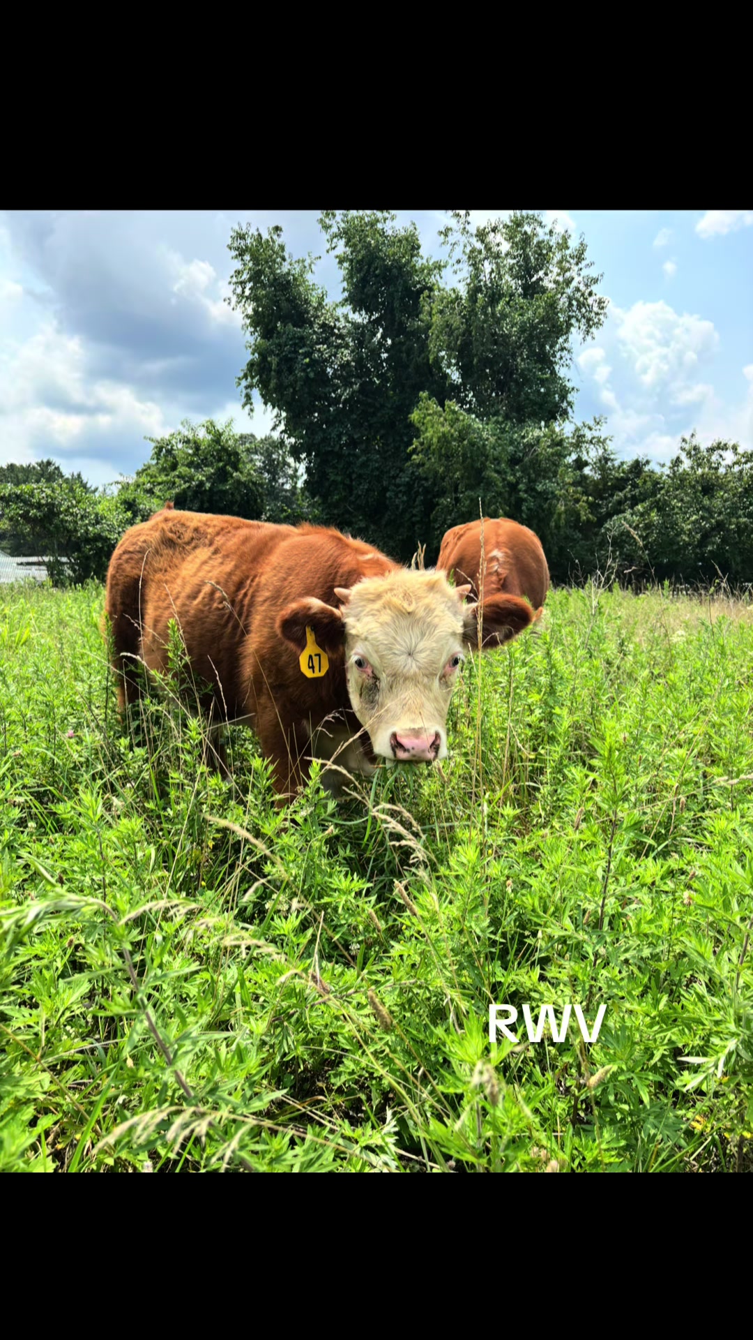 @RWV Land & Livestock