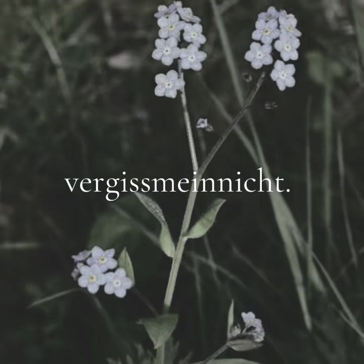 @ִֶָ. ..𓂃 ࣪ ִֶָ🦇་༘࿐