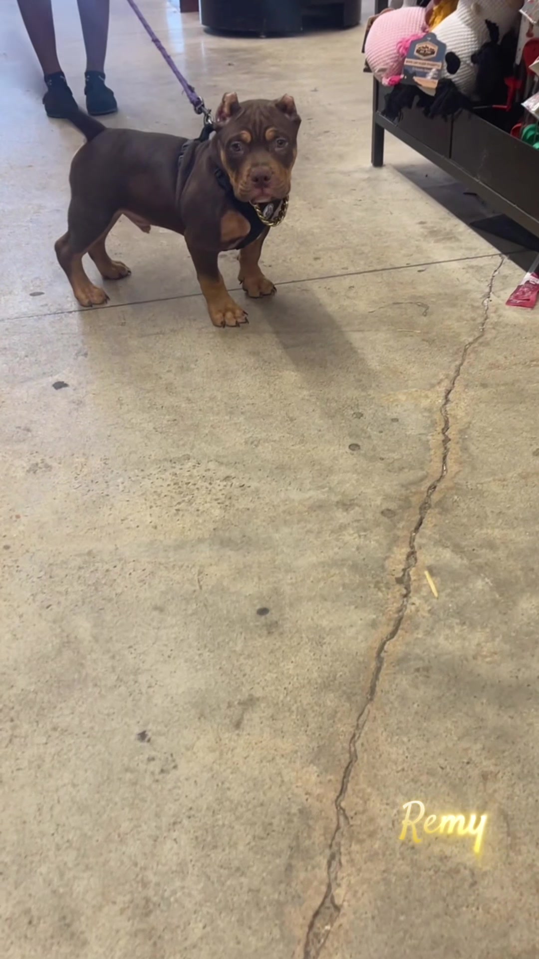 @gardnerkennel08