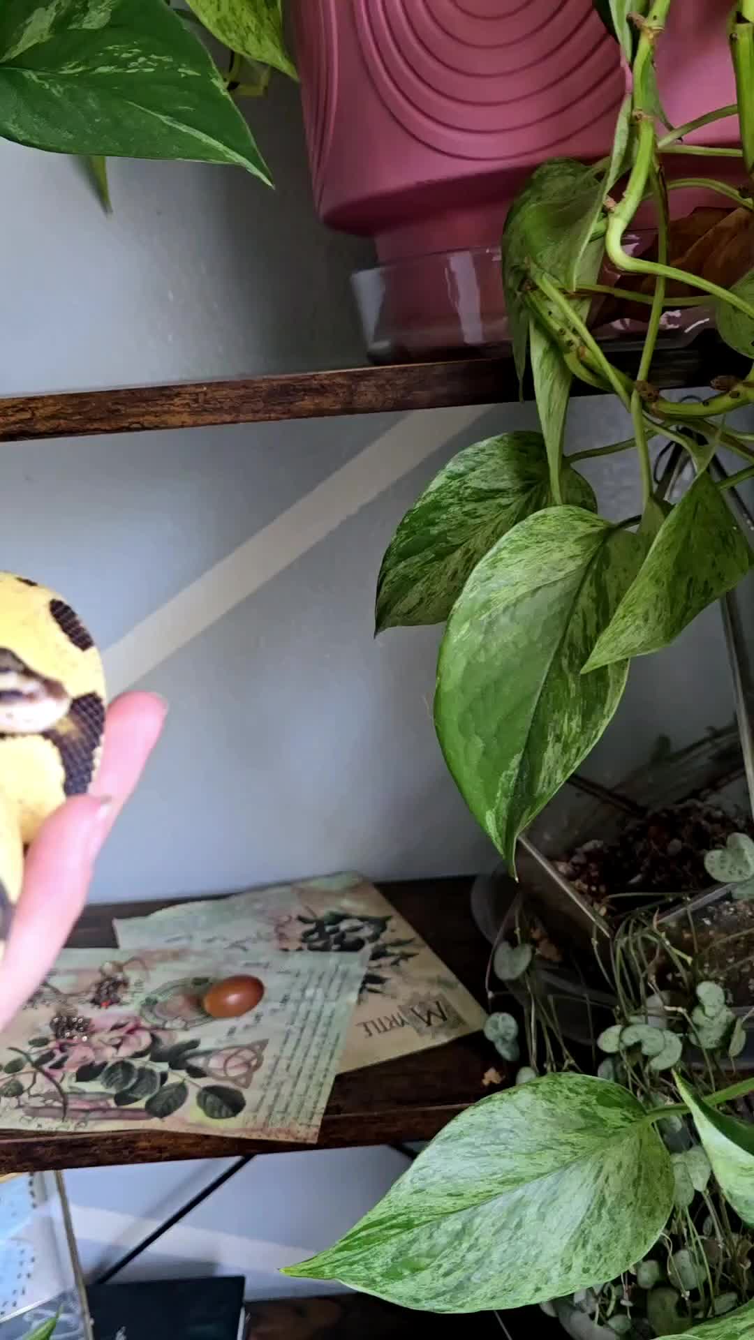 @MoonlitMorphs
