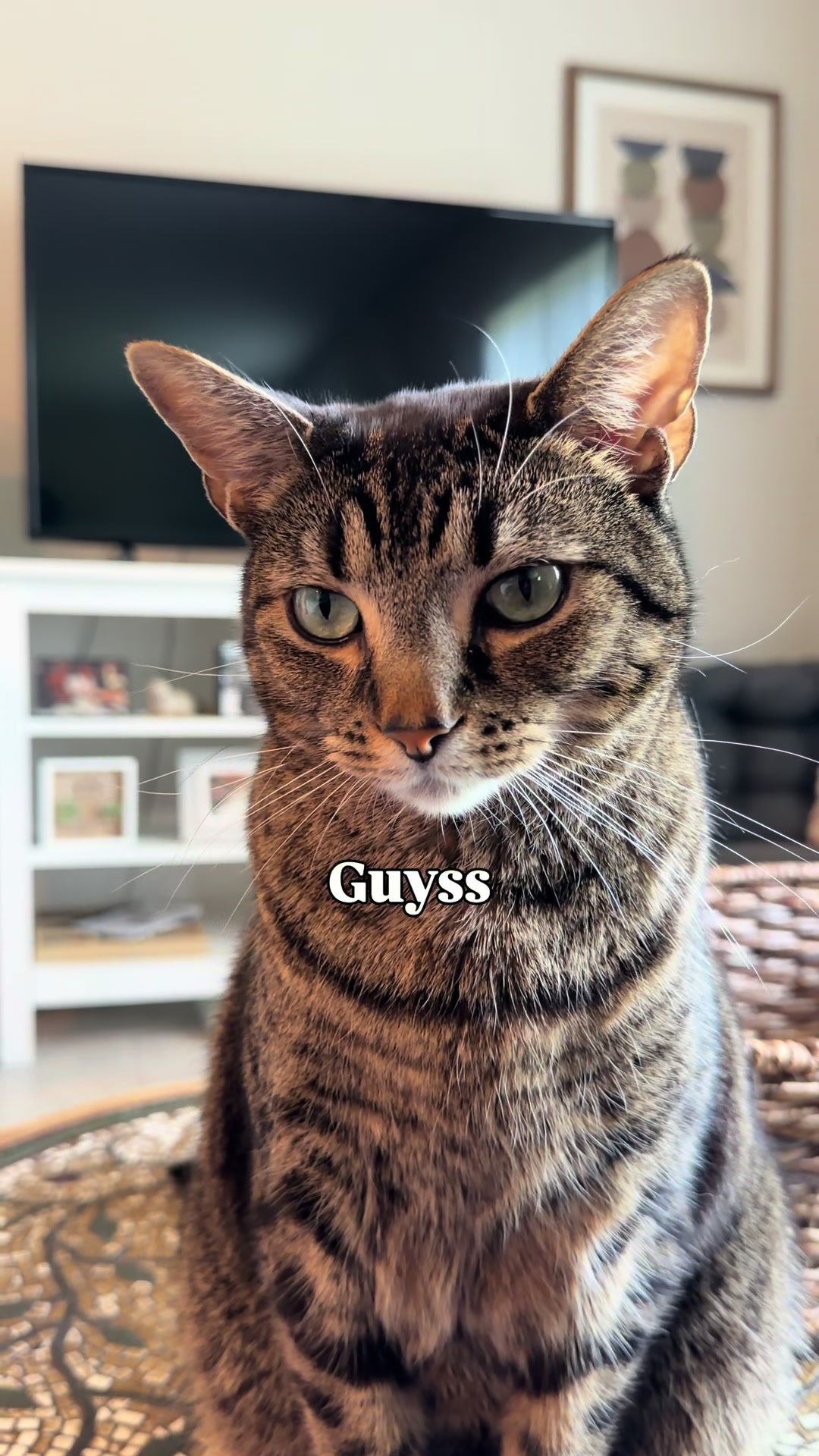 @Pepper the Rescue Cat 🐈⬛