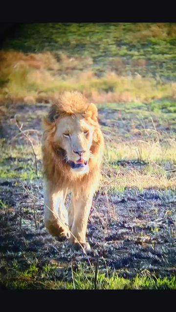 @Guzzicar🦁