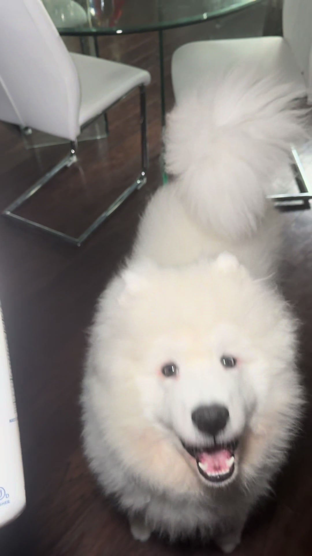 @Mishka the Samoyed