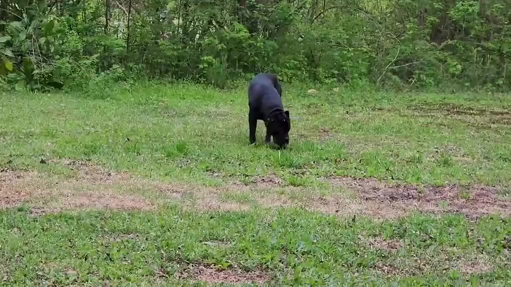 @Irongates Canecorso