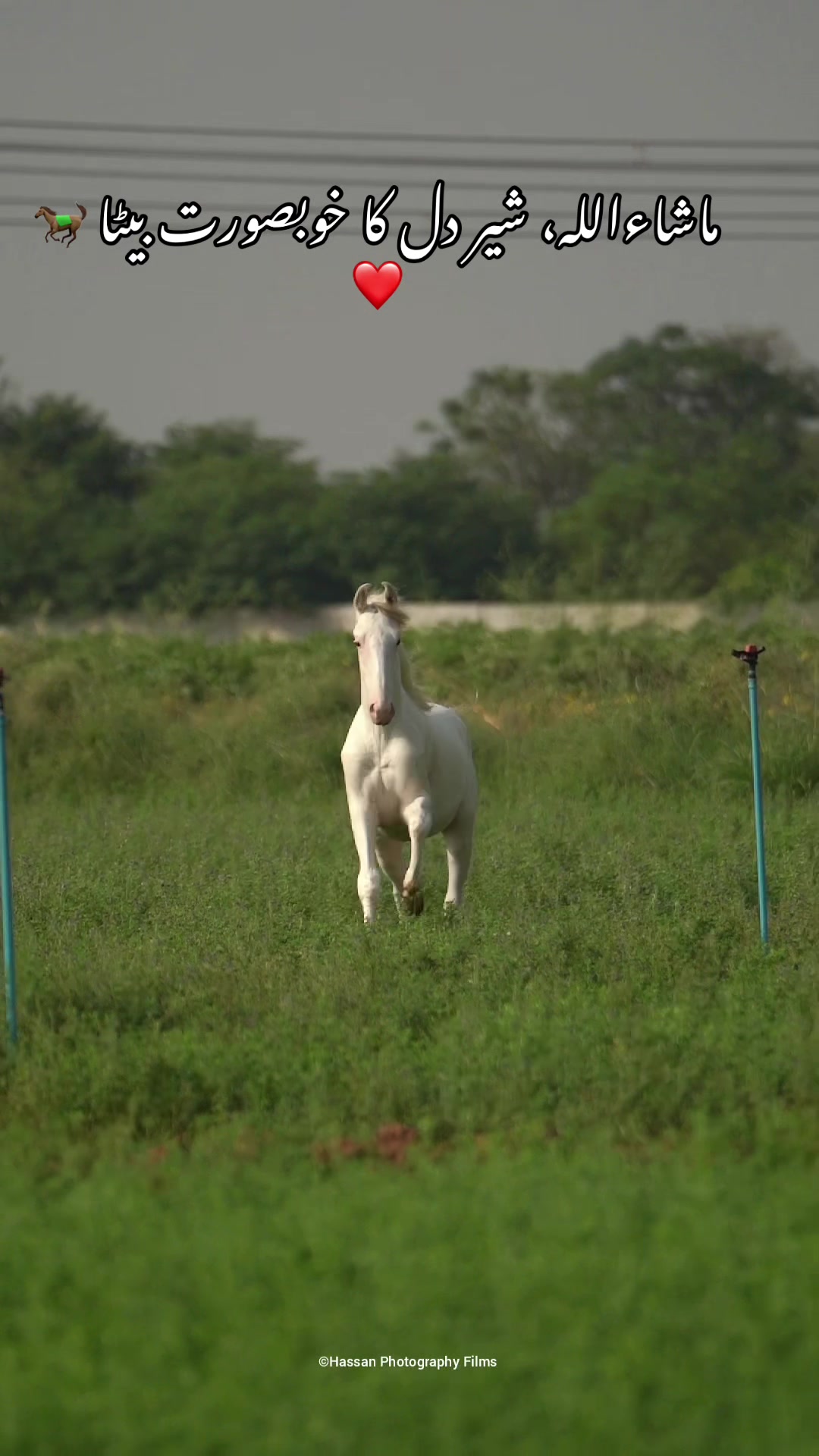 @SUNRISE STUD FARMS RAWALPINDI