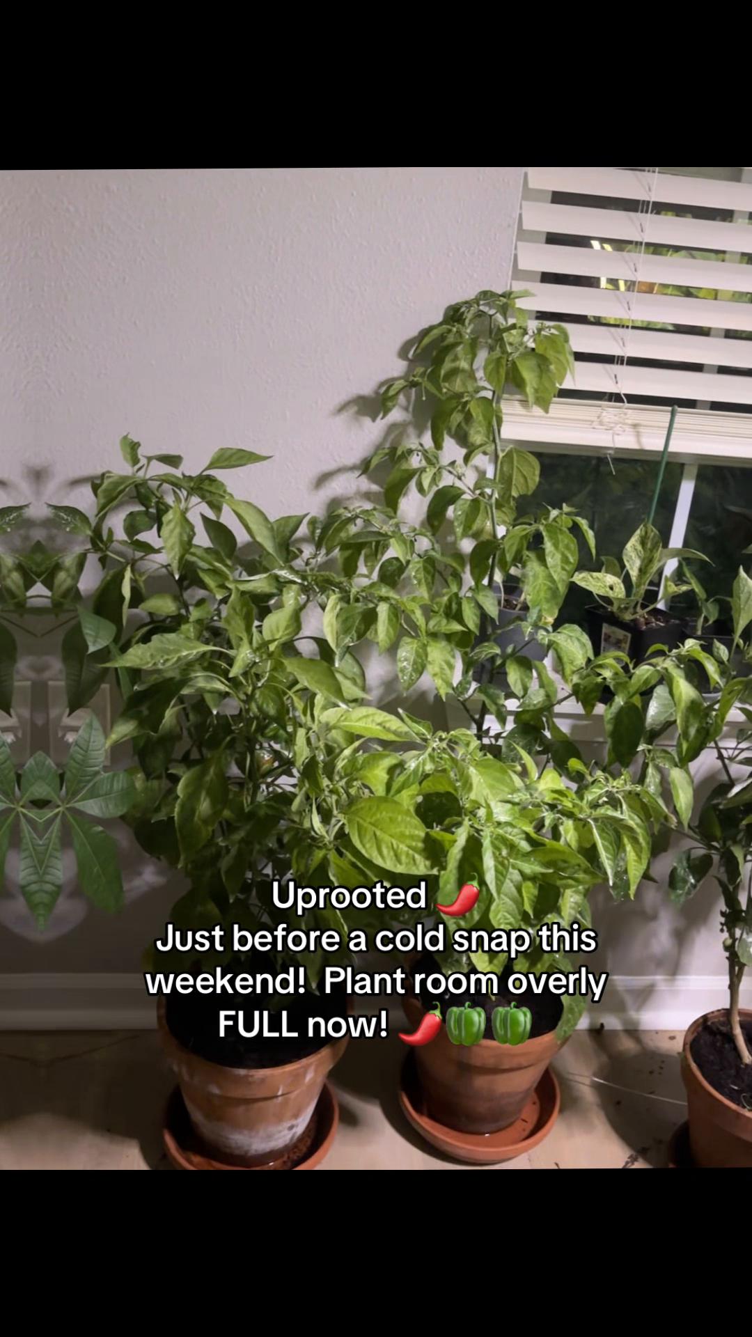@greengirlgardens