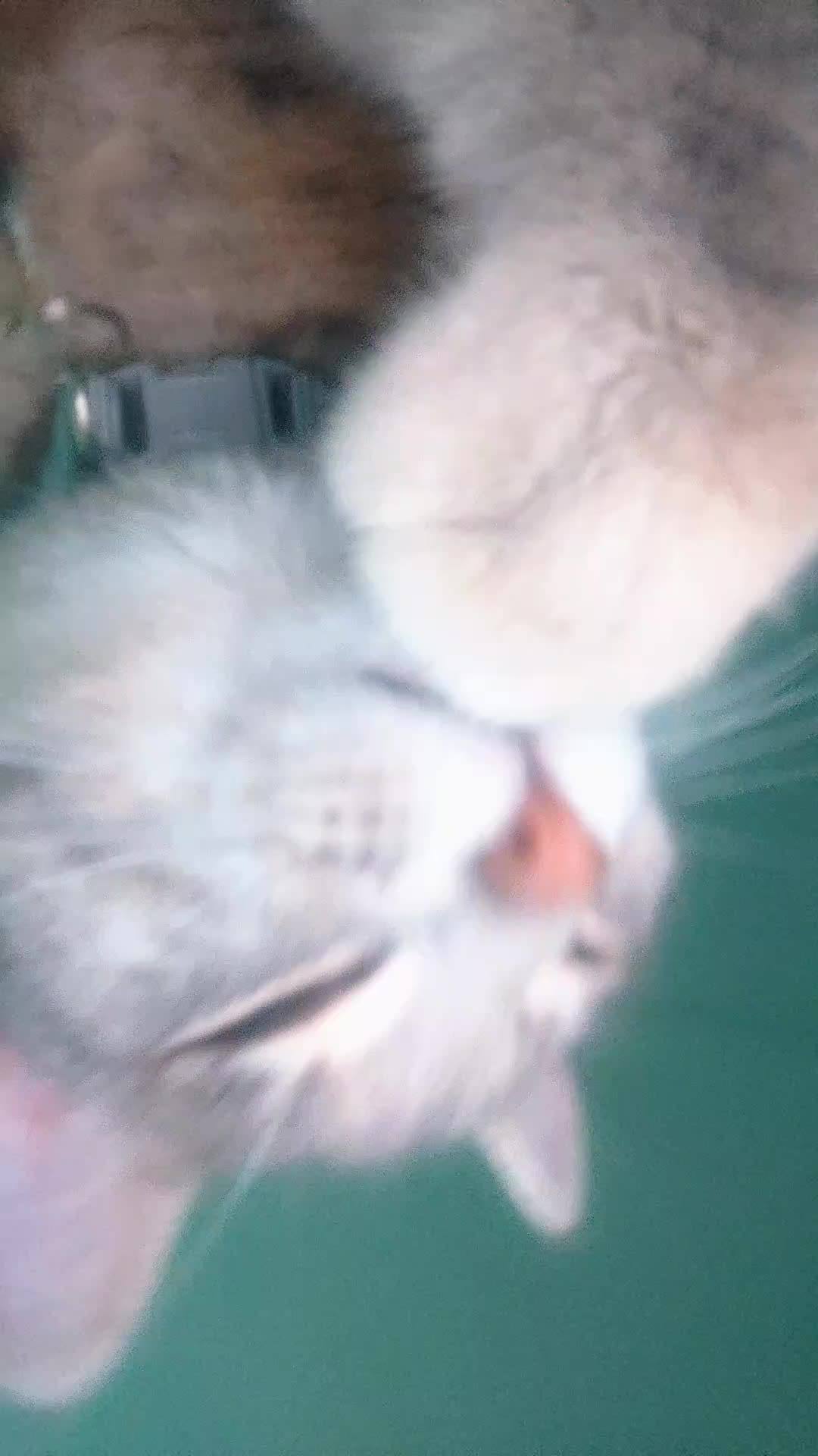 @Narcisi Rossi🐈&zwj;⬛🫧🫧🐾