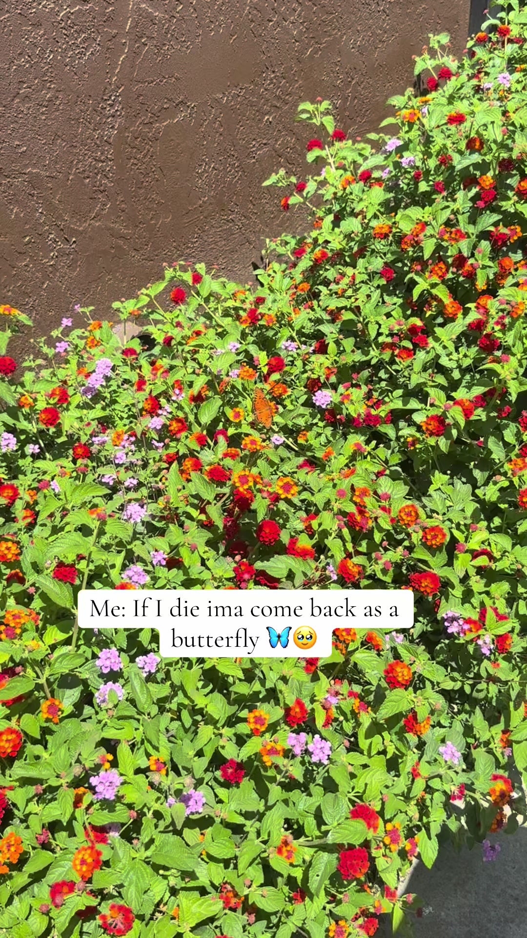 @MARIA🦋
