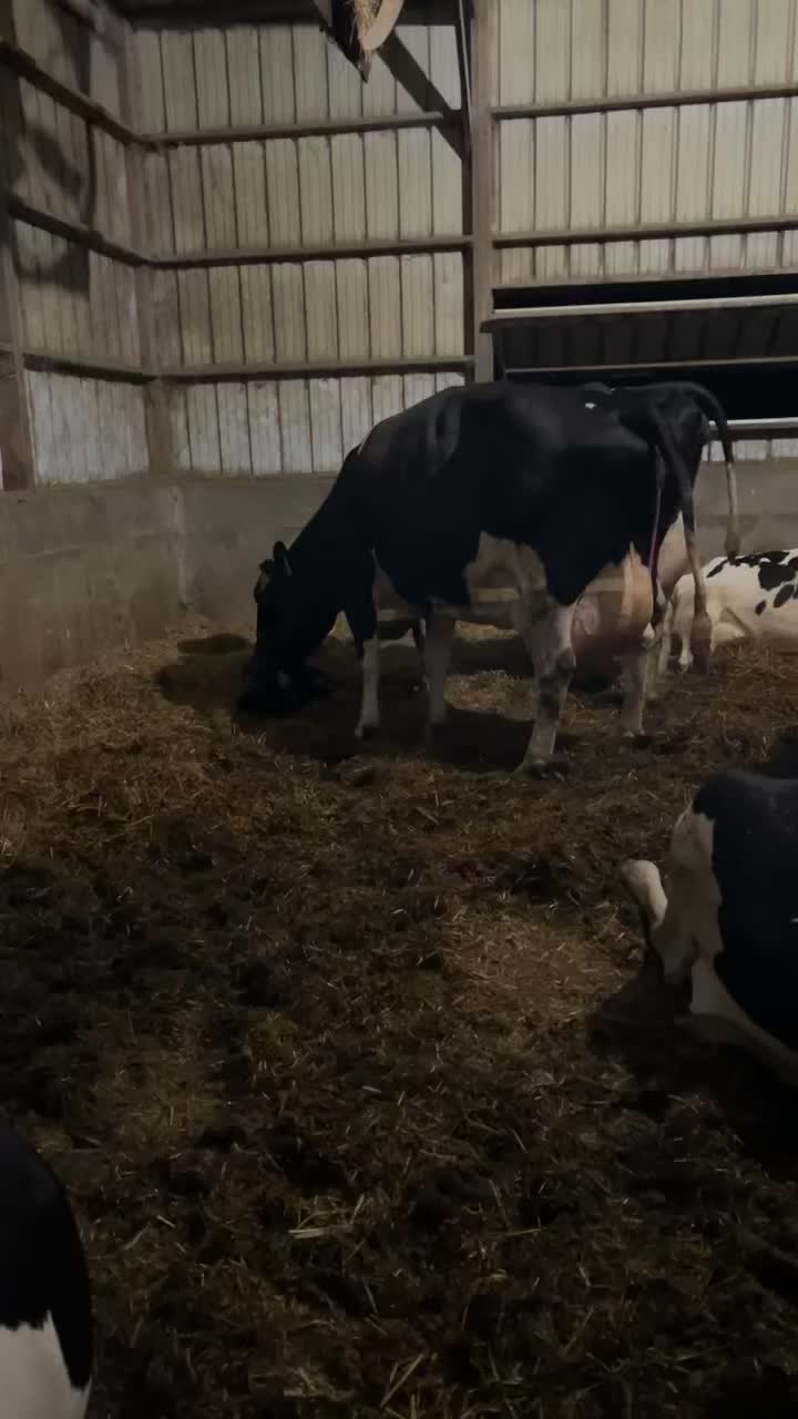 @Megan_dairygirl