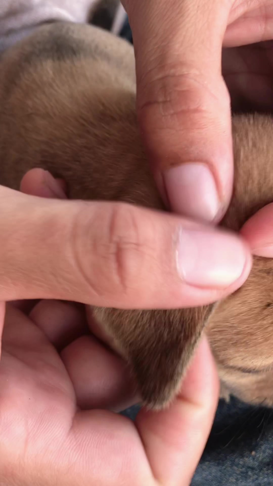 @lice puppy lovers