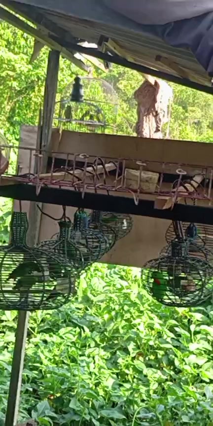 @Srindit kaltara 🦜