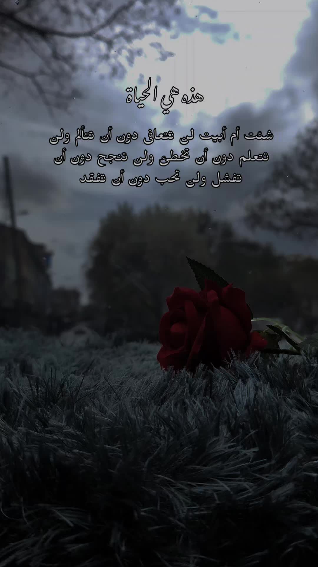 @عٍلُِوُشُة🌸 𝔸𝕃𝕌Ş𝔼