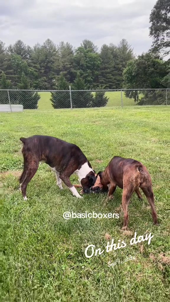 @basicboxers