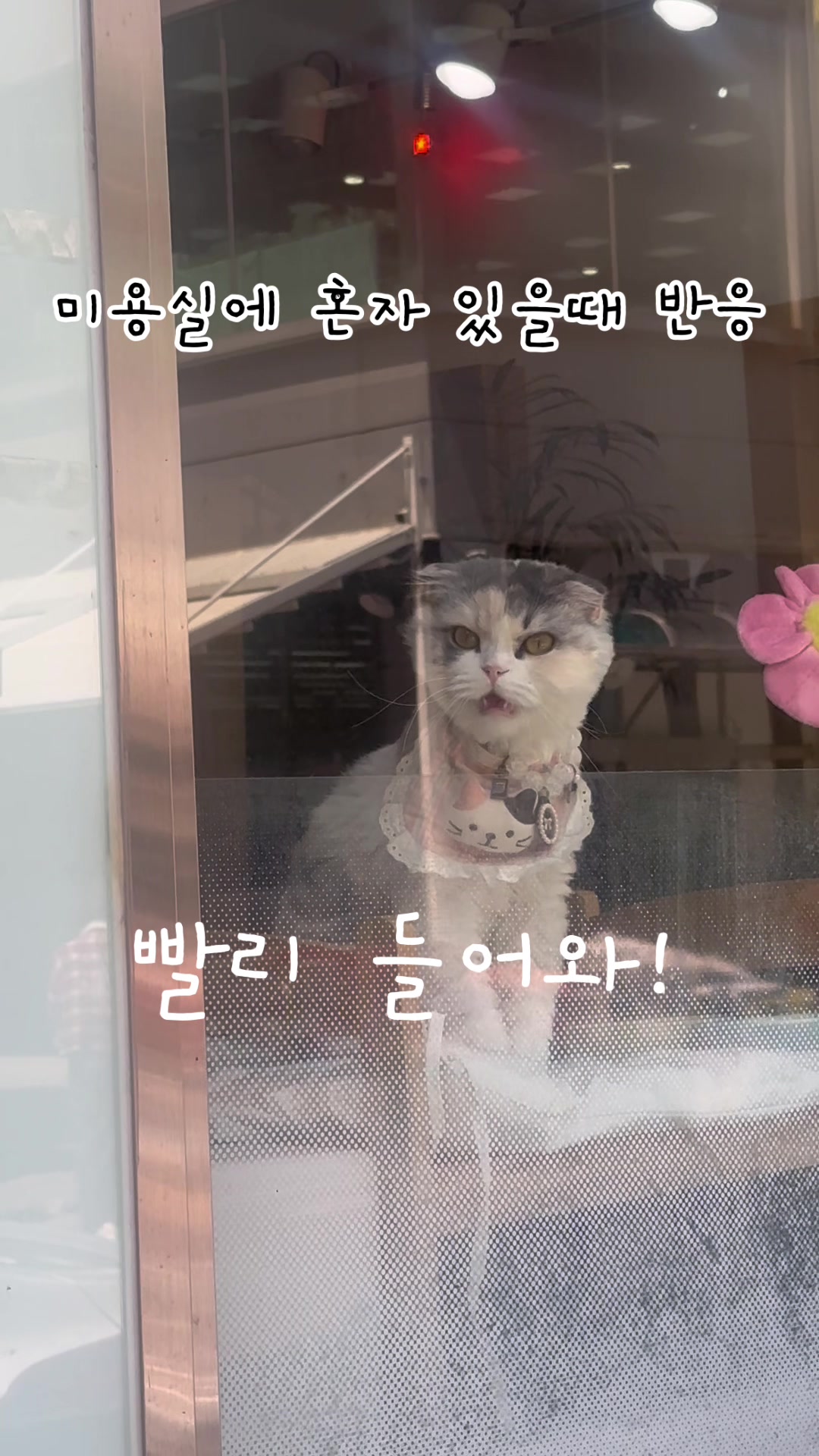 @미용실 고양이 뽀