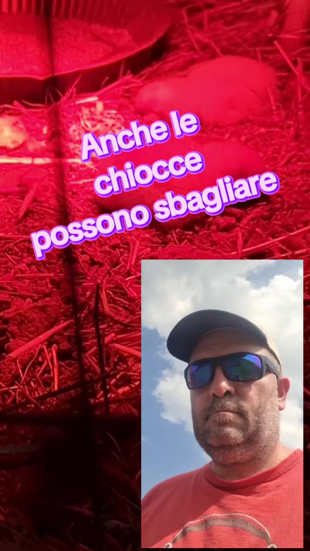 @Il leone e la gallina