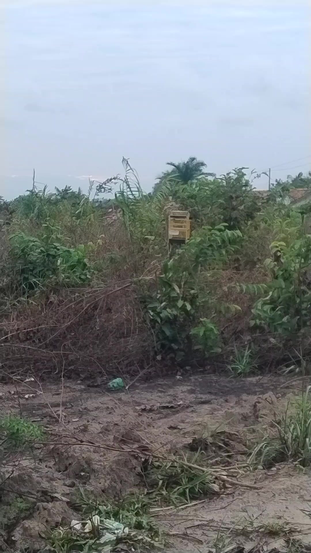@Vivência de Passarinho