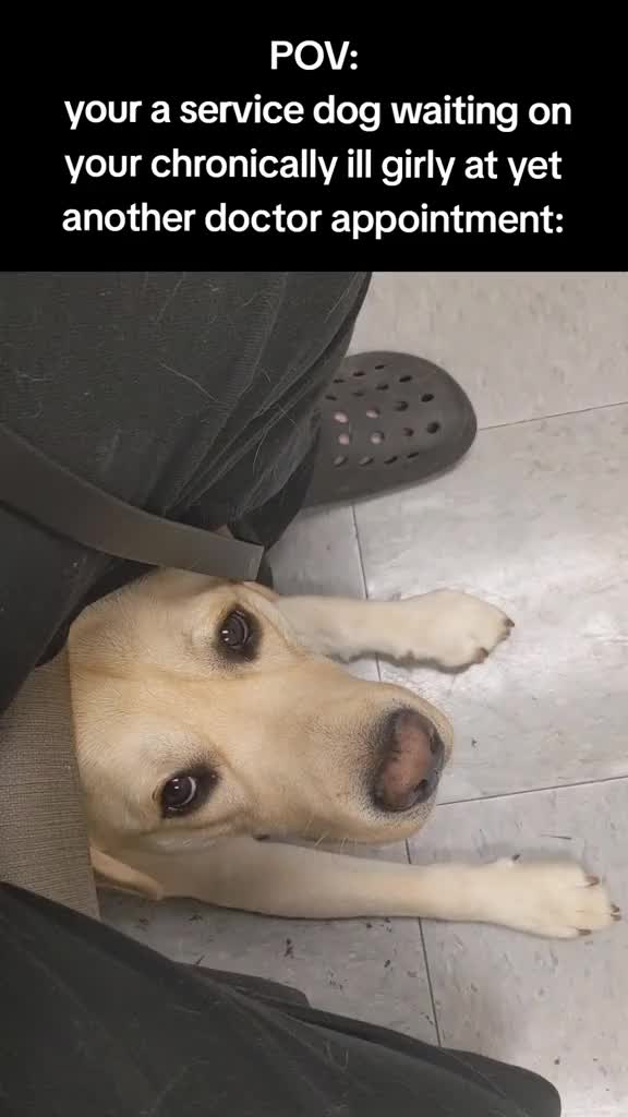 @Service Pup Milo