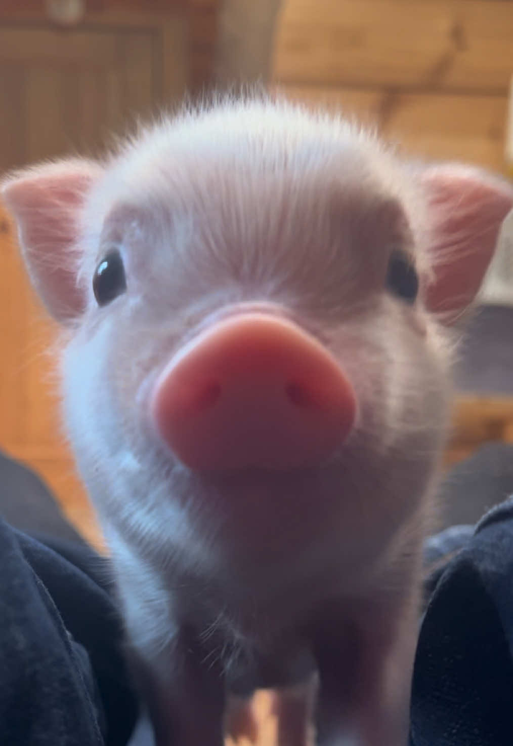 @pignic
